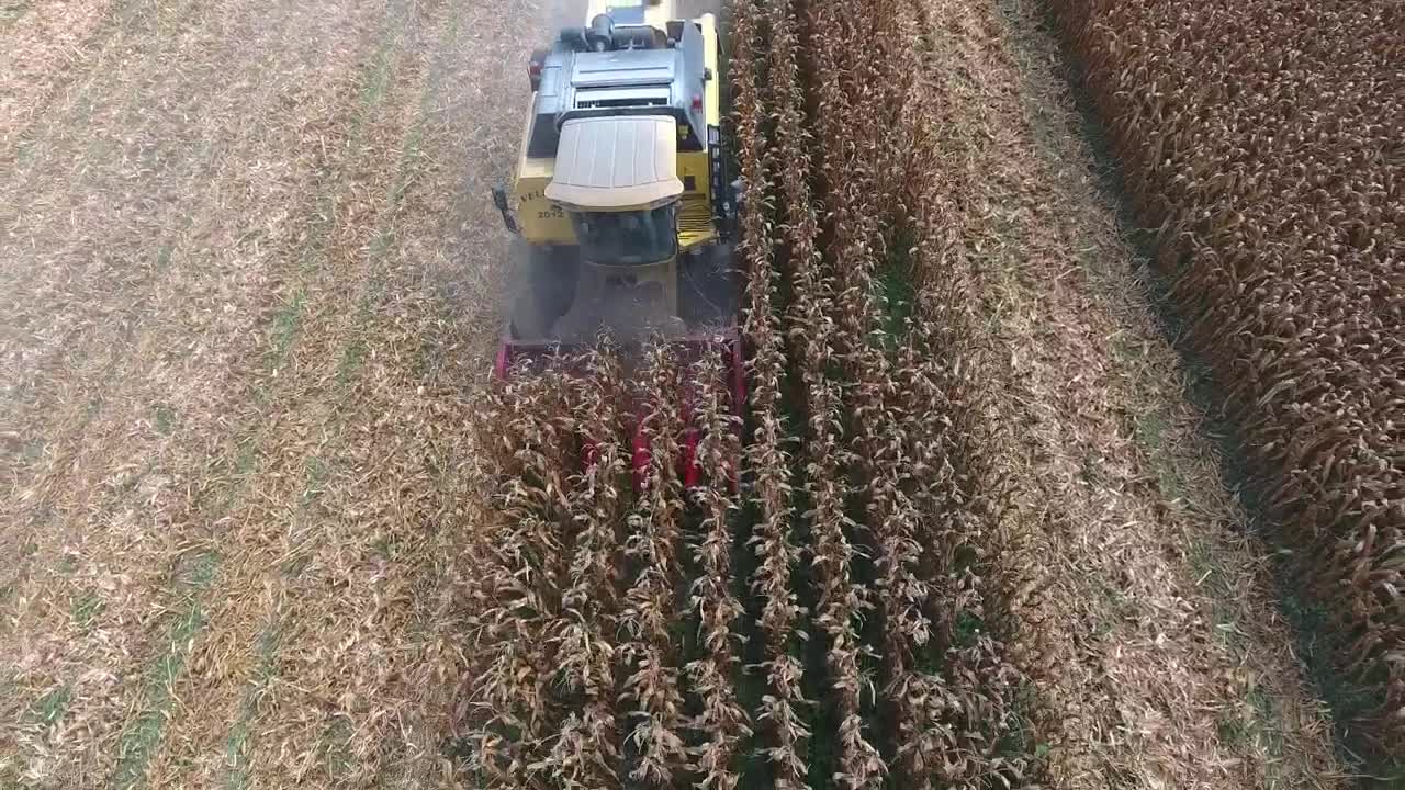 Stock Video Machine Working Harvesting Corn Fields Animated Wallpaper - Free Download