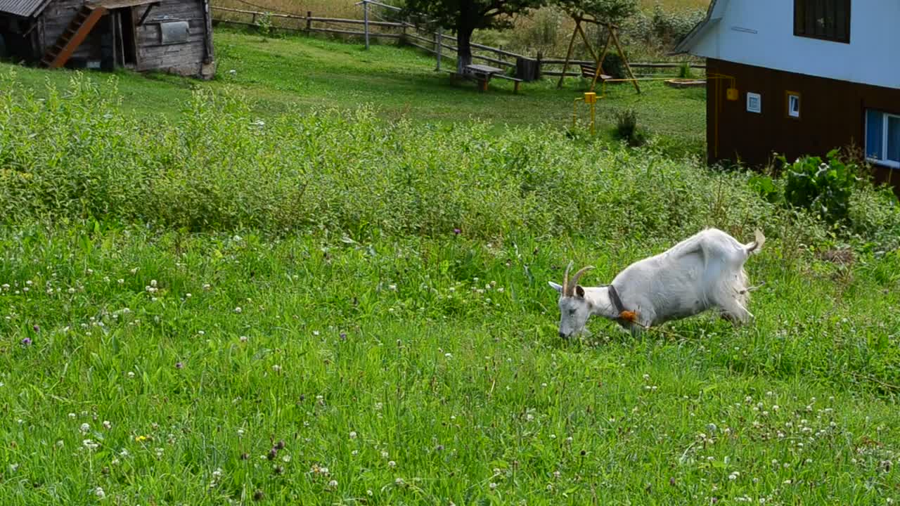 Stock Video Goat Eating Grass In A Meadow Live Wallpaper For PC - Free Download