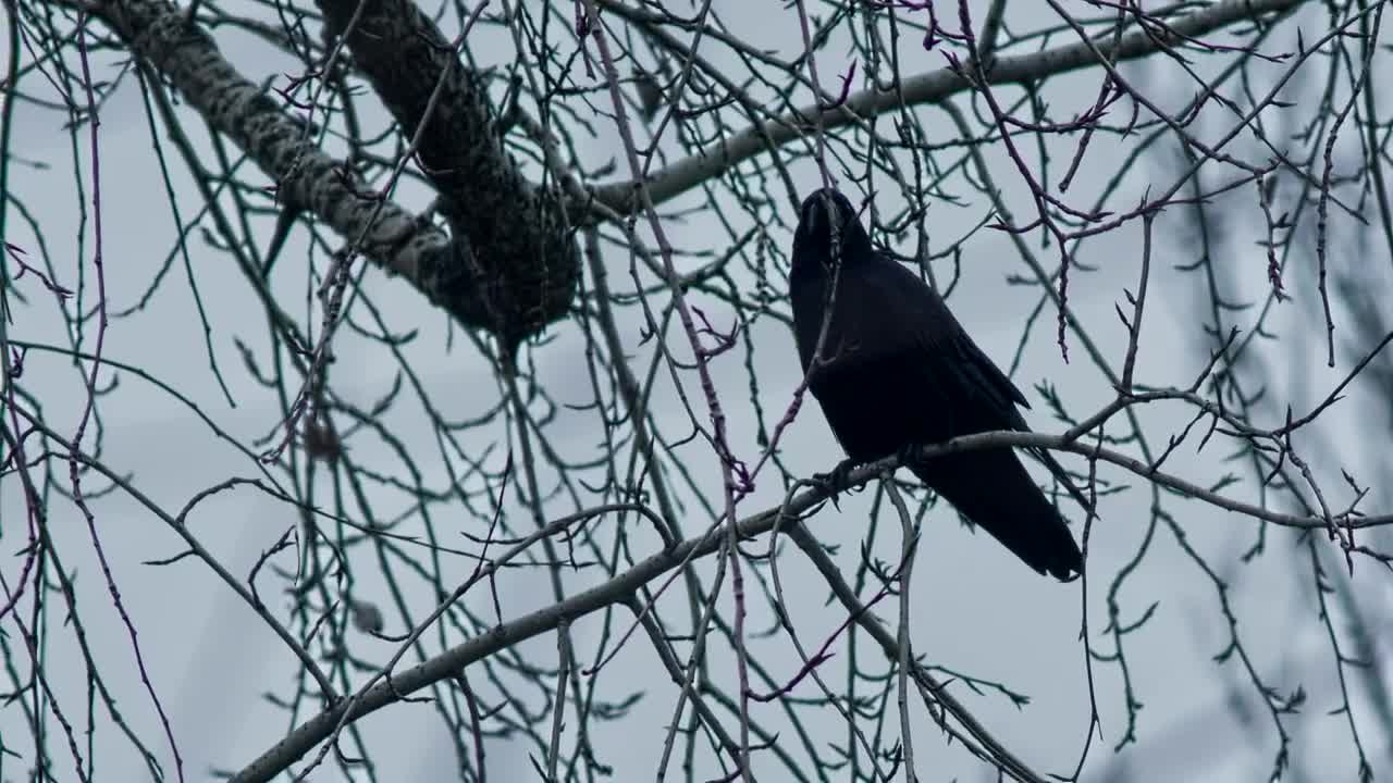 Stock Video Crow Standing On A Branch In Winter Live Wallpaper For PC - Free Download