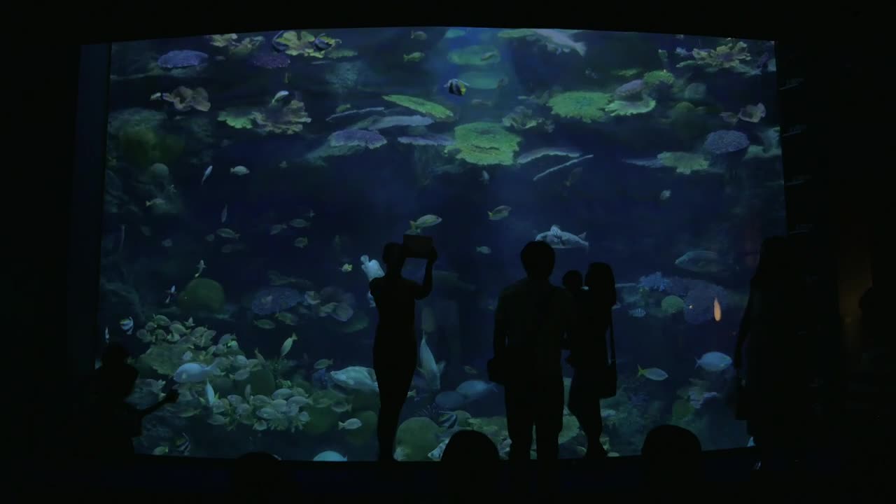 Stock Video Group Taking Photos Of Fish Live Wallpaper For PC - Free Download