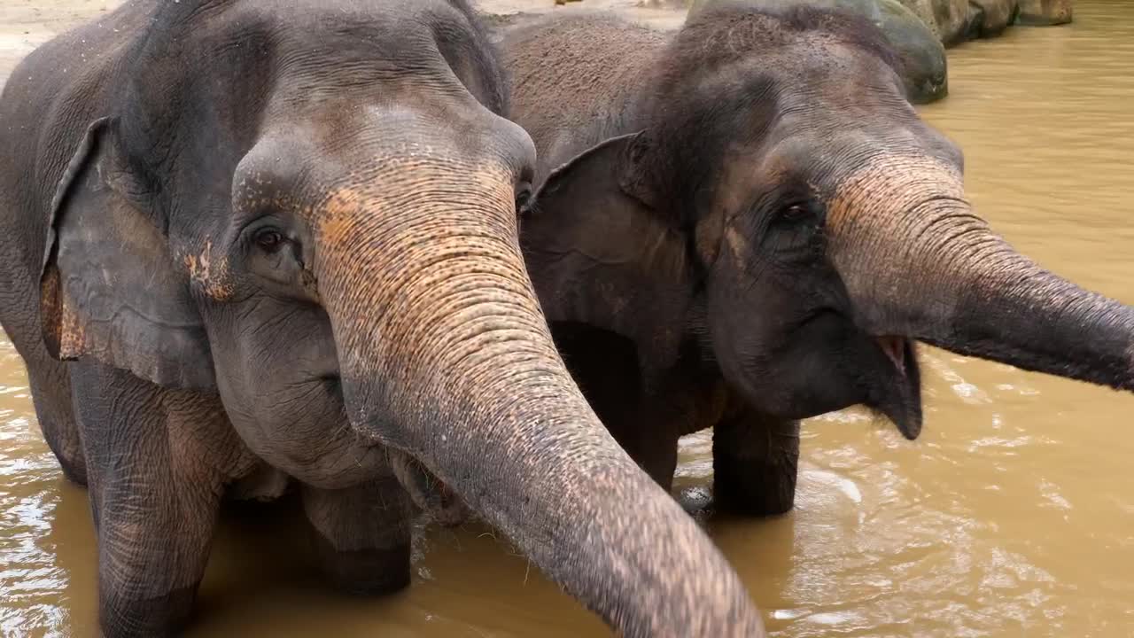 Stock Video Elephants Enjoying The Water Live Wallpaper For PC - Free Download
