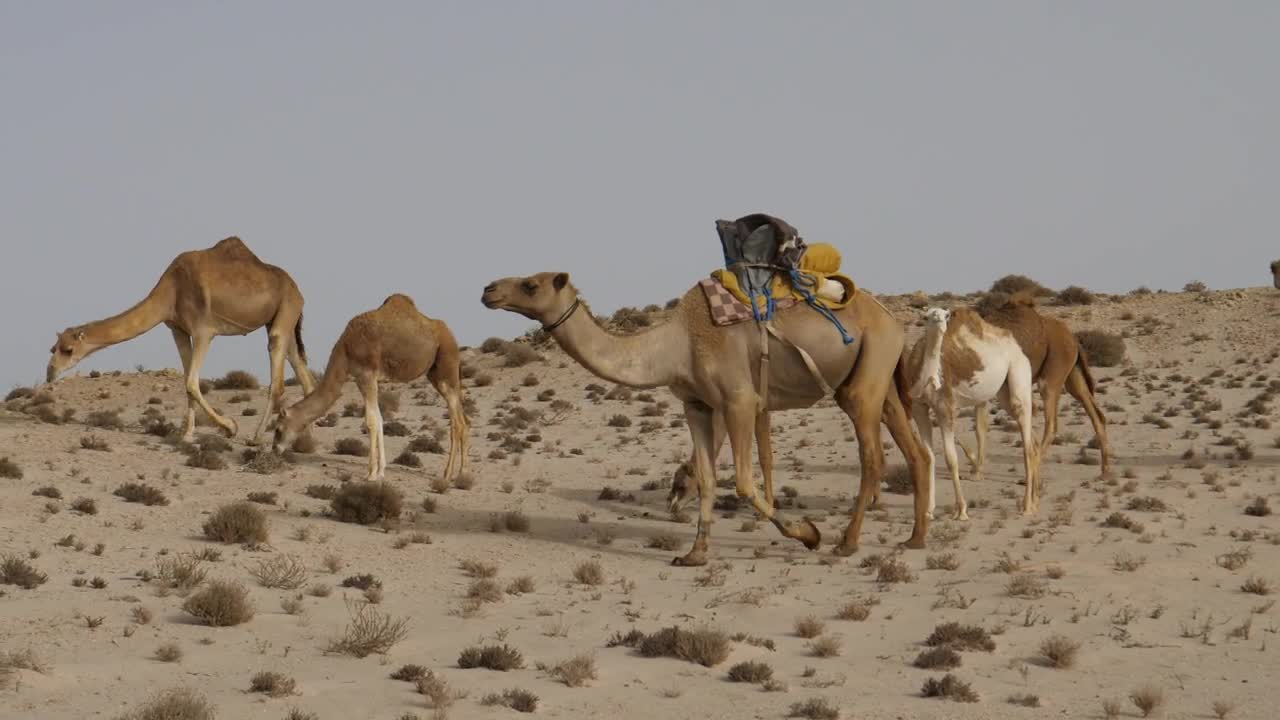 Video Stock Camels Grazing In The Desert Live Wallpaper For PC - Free Download