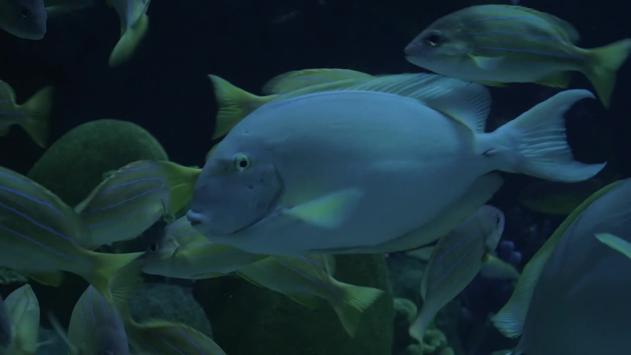 Stock Video Fish At An Zoo In Thailand Live Wallpaper For PC - Free Download