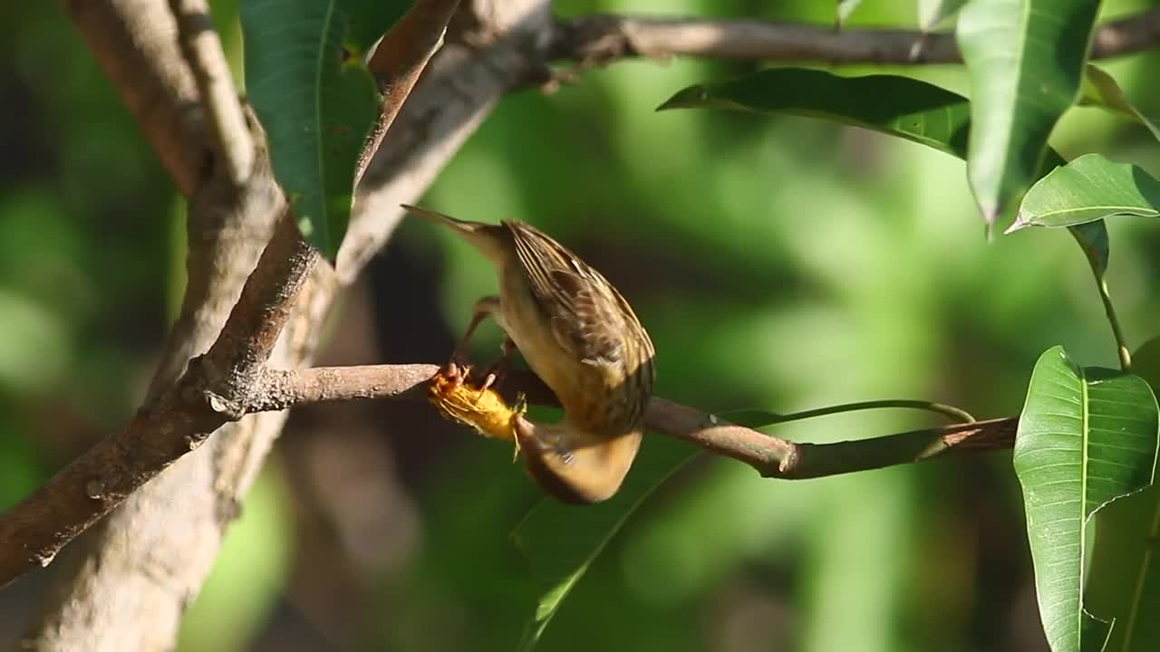Free Video Stock Small Bird Eating An Insect Live Wallpaper - Free Download