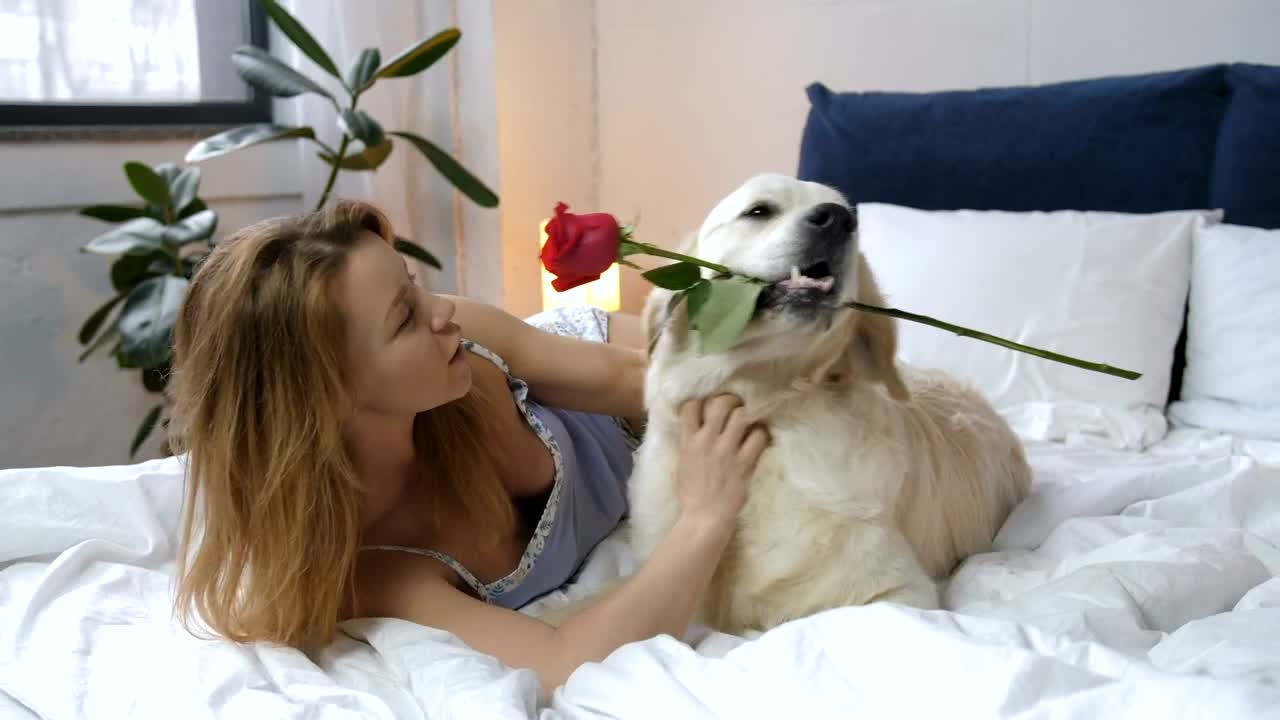 Stock Video Beautiful Dog And His Rose Live Wallpaper For PC - Free Download