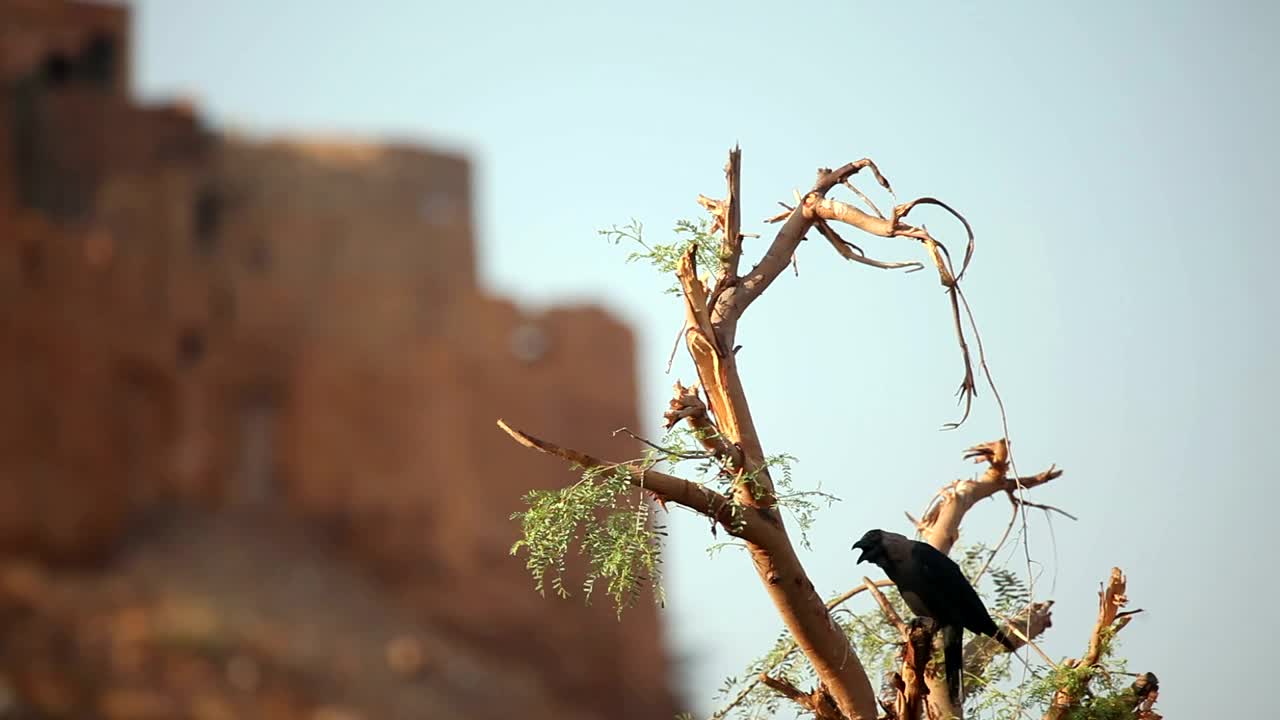 Stock Video Crow Standing On A Tree Branch Live Wallpaper For PC - Free Download