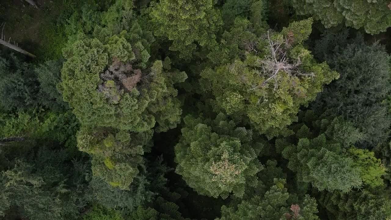 Stock Video Forest Covered With Trees And Vegetation Live Wallpaper For PC - Free Download