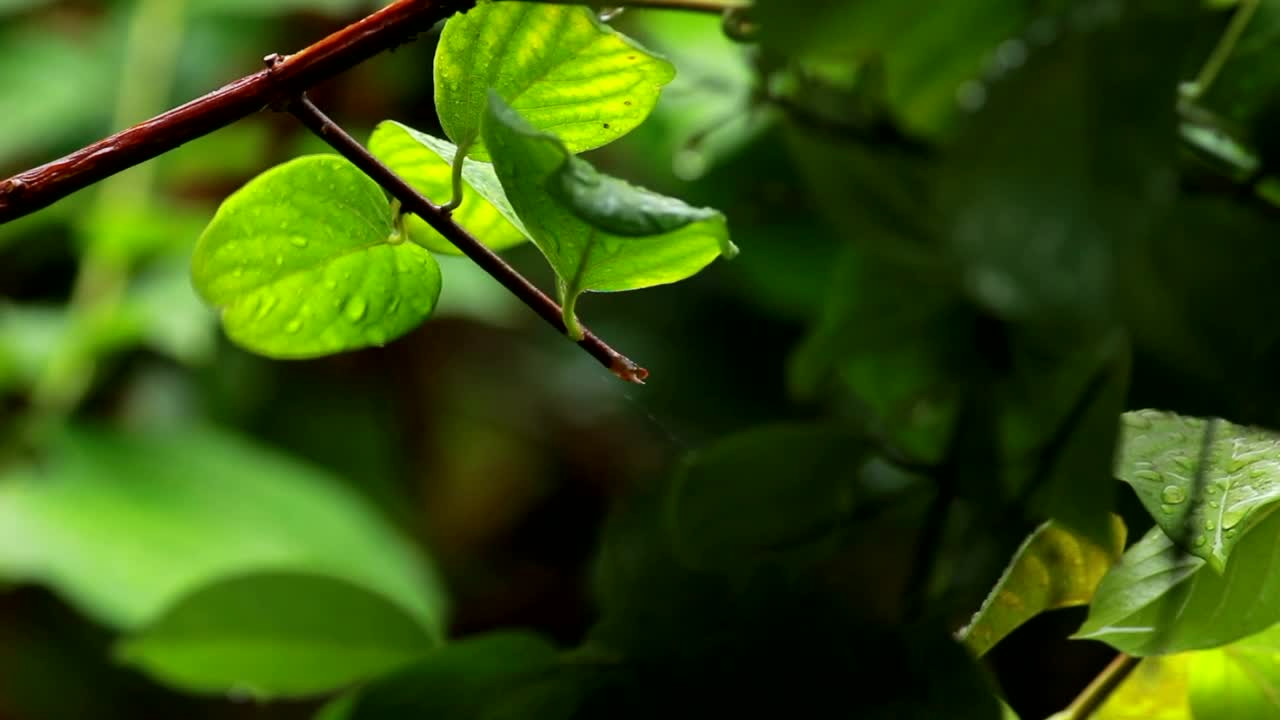 Video Stock Rain Dropping From A Small Branch Live Wallpaper Free - Free Download