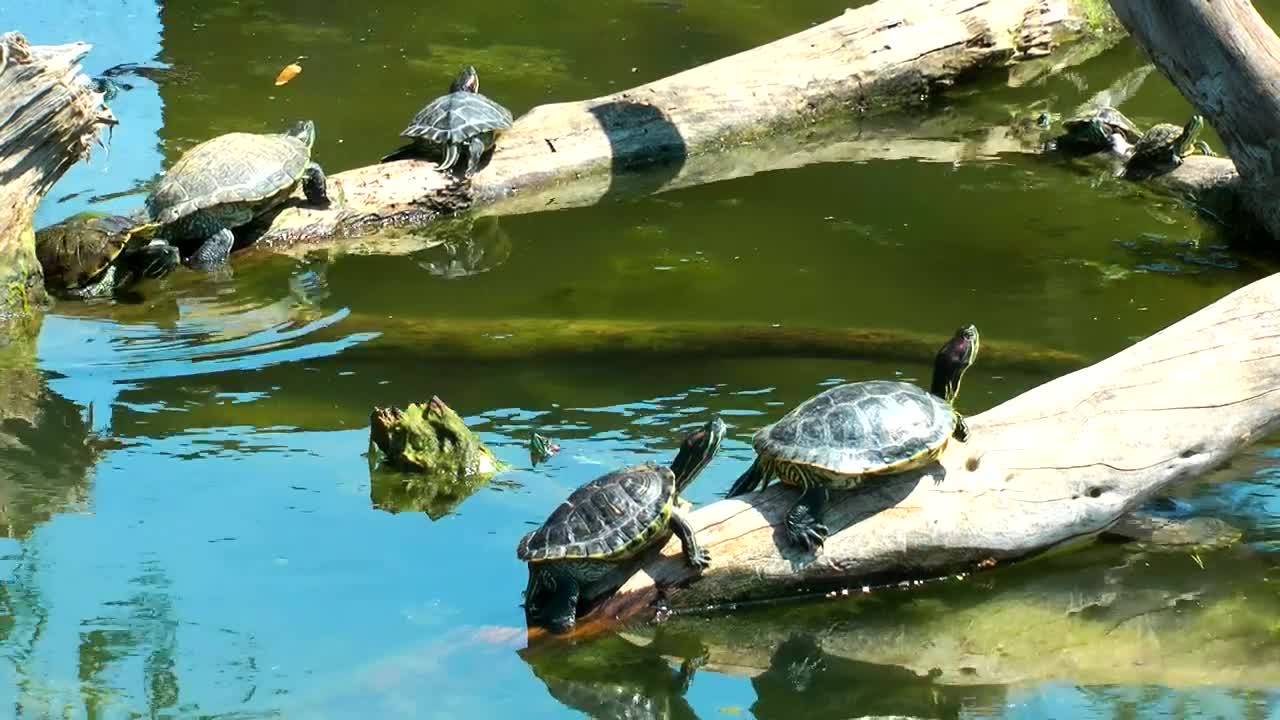 Free Video Stock Small Turtles Basking In The Sun Live Wallpaper - Free Download