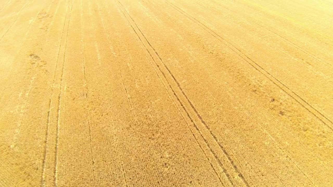 Stock Video Large Field Of Wheat Animated Wallpaper - Free Download