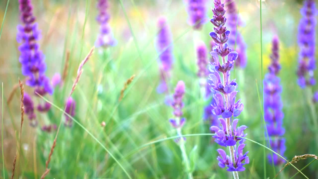 Stock Video Lavender In The Field Close Up Animated Wallpaper - Free Download