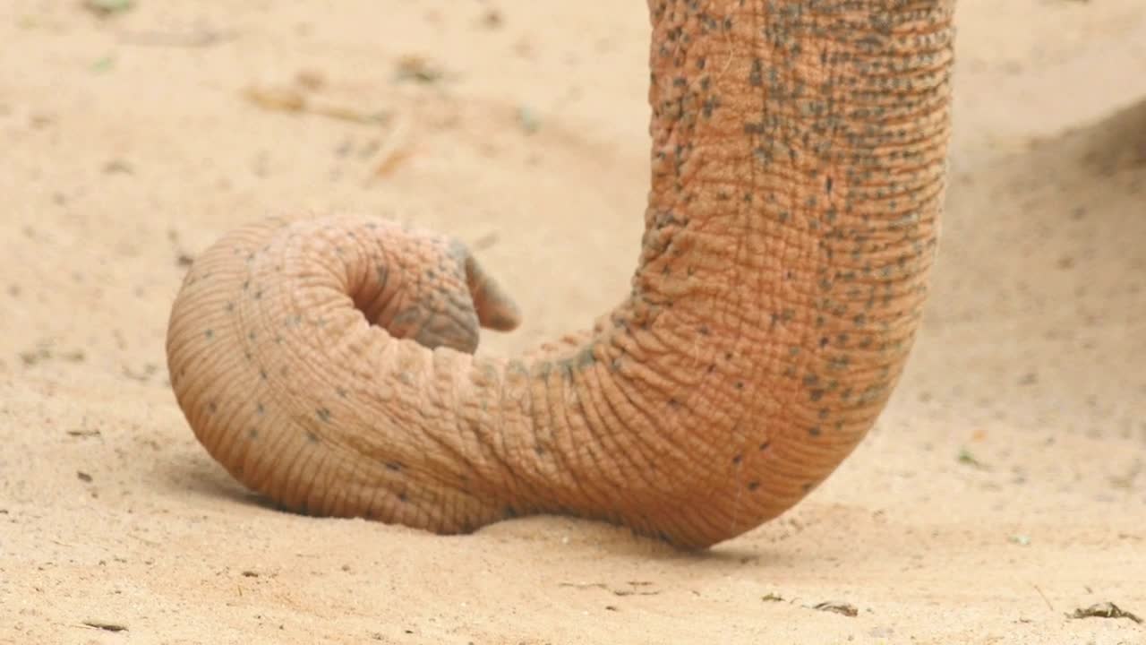 Stock Video Elephant Horn In The Ground Live Wallpaper For PC - Free Download