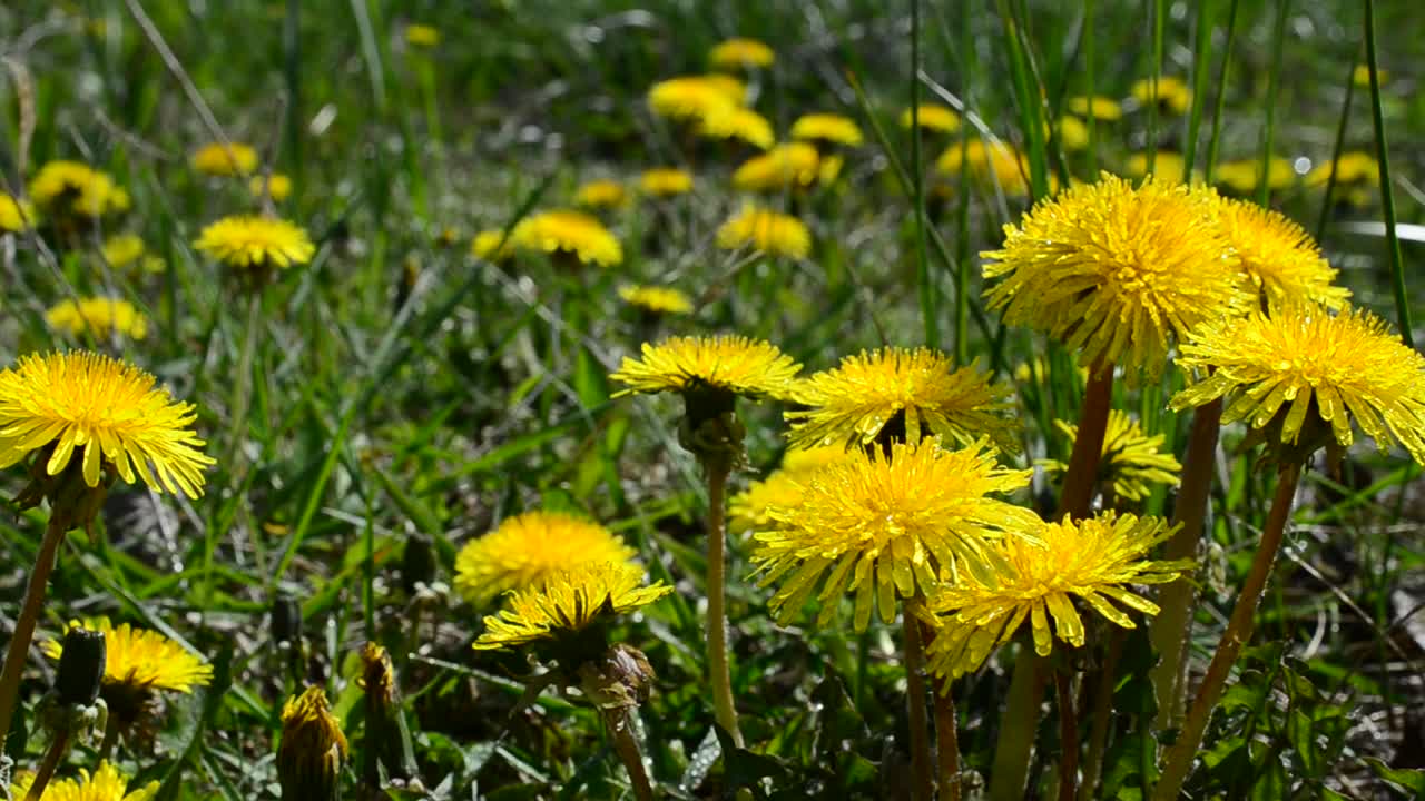 Stock Video Dandelions In The Breeze Live Wallpaper For PC - Free Download