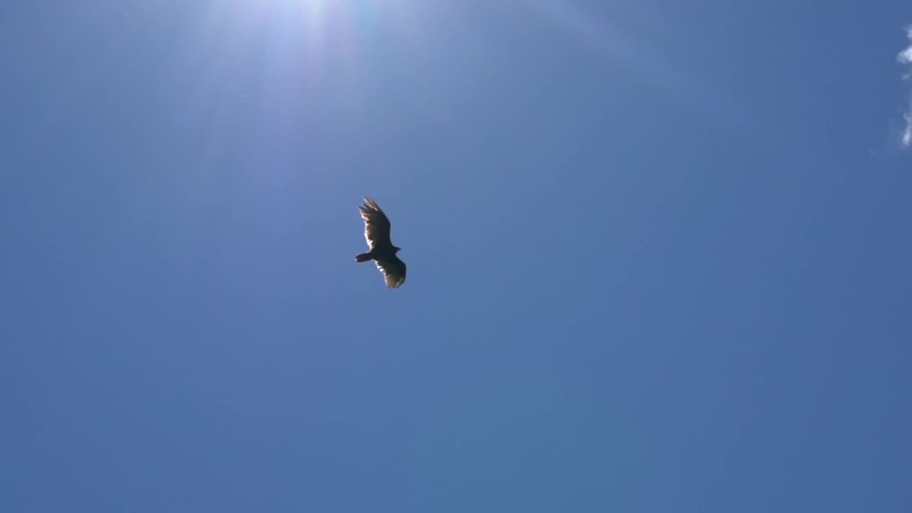 Stock Video Eagle Gliding In A Clear Sky Bottom View Live Wallpaper For PC - Free Download