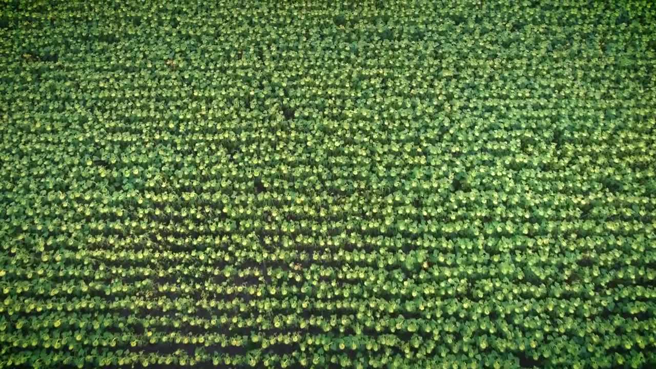 Free Video Stock texture of a vast field of sunflowers aerial shot Live Wallpaper - Free Download