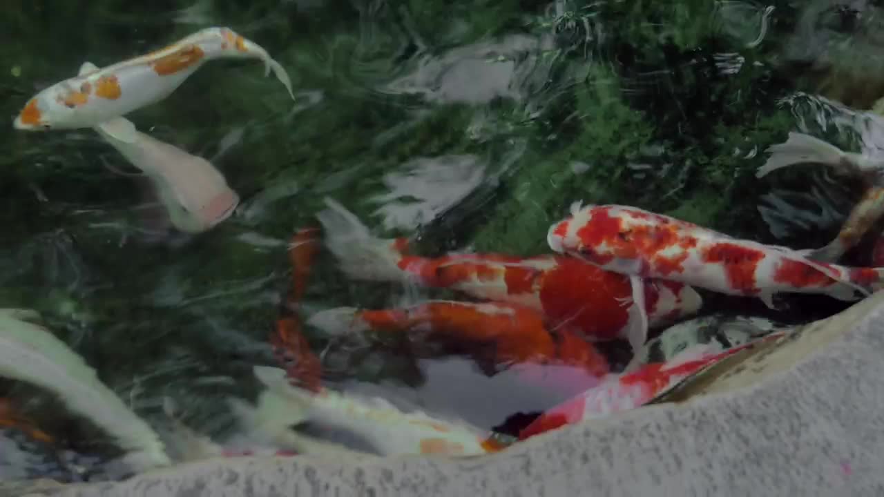Stock Video Koi In Clear Pond Water Animated Wallpaper - Free Download