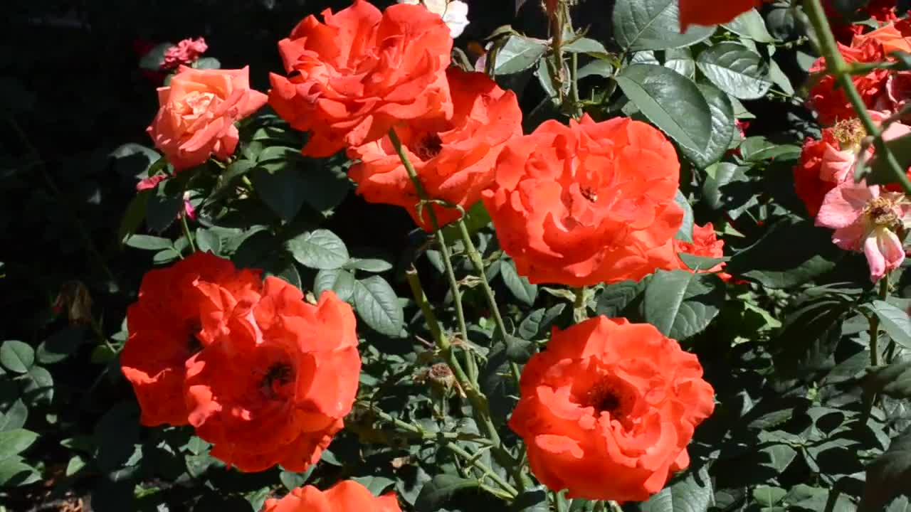 Free Stock Video Roses Blowing In A Gentle Breeze Live Wallpaper - Free Download