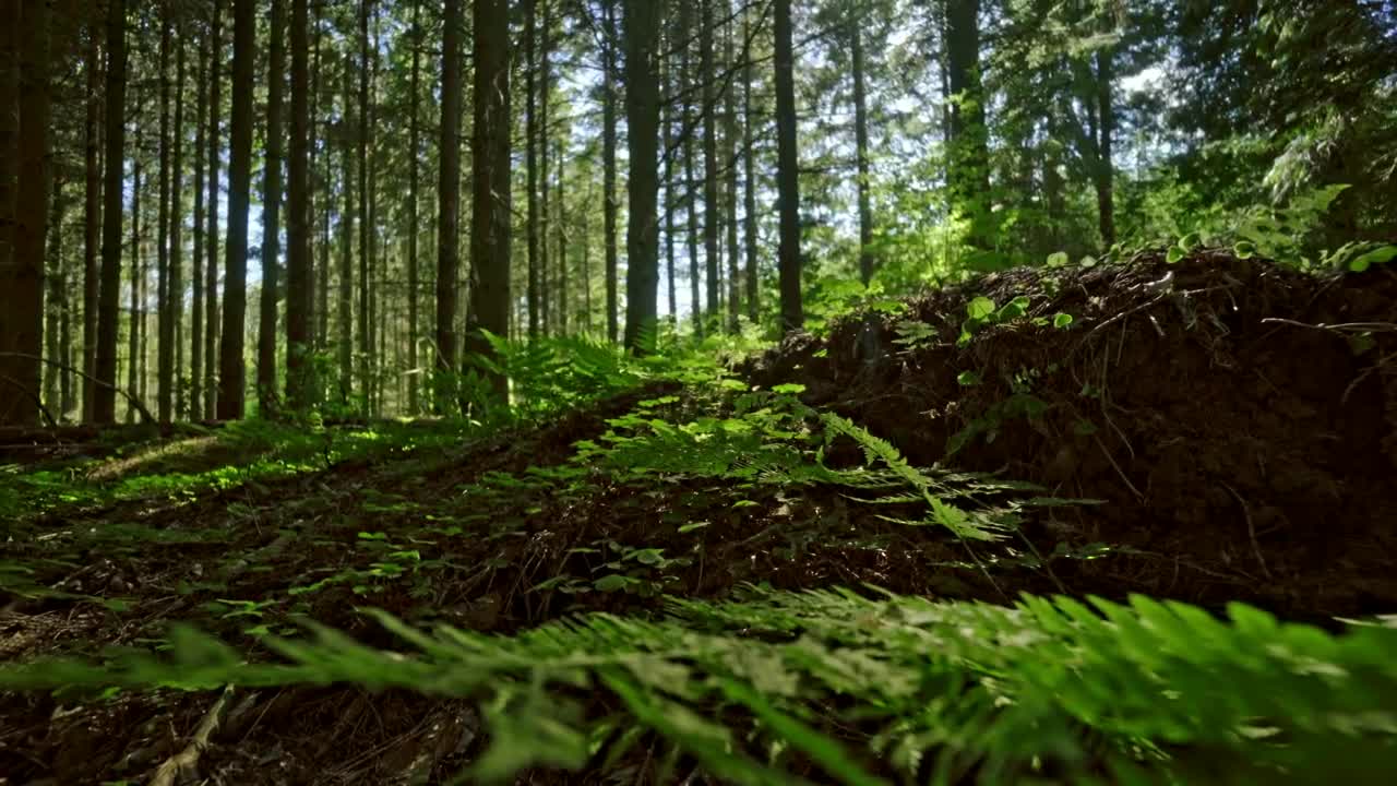 Stock Video Ferns Across A Forest Floor Live Wallpaper For PC - Free Download