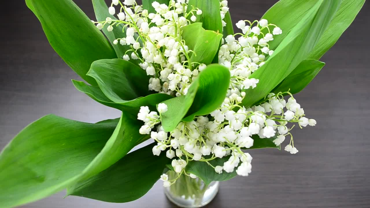 Stock Video Lilies In A Vase Animated Wallpaper - Free Download