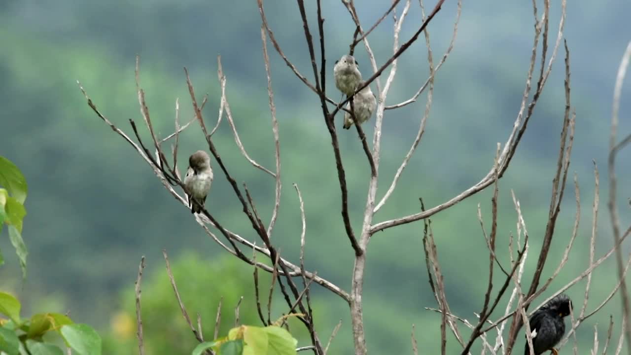 Free Video Stock Starlings In Malaysia Live Wallpaper - Free Download