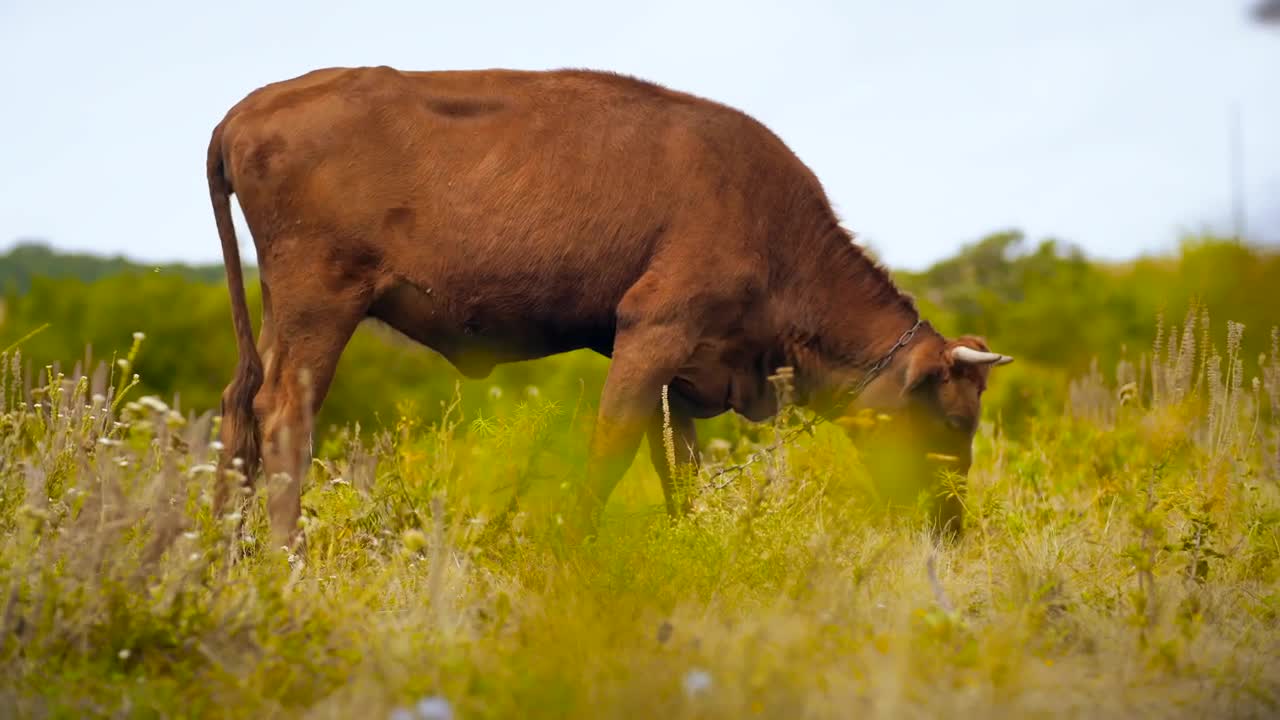 Free Video Stock Small Bull Grazing In The Meadow Live Wallpaper - Free Download