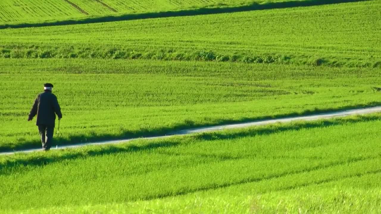 Stock Video Old Man Walking Through Green Fields Live Wallpaper - Free Download