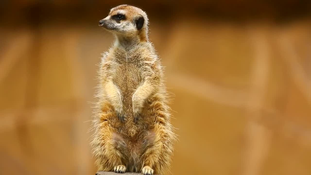 Stock Video Furry Meerkat On Guard Live Wallpaper For PC - Free Download