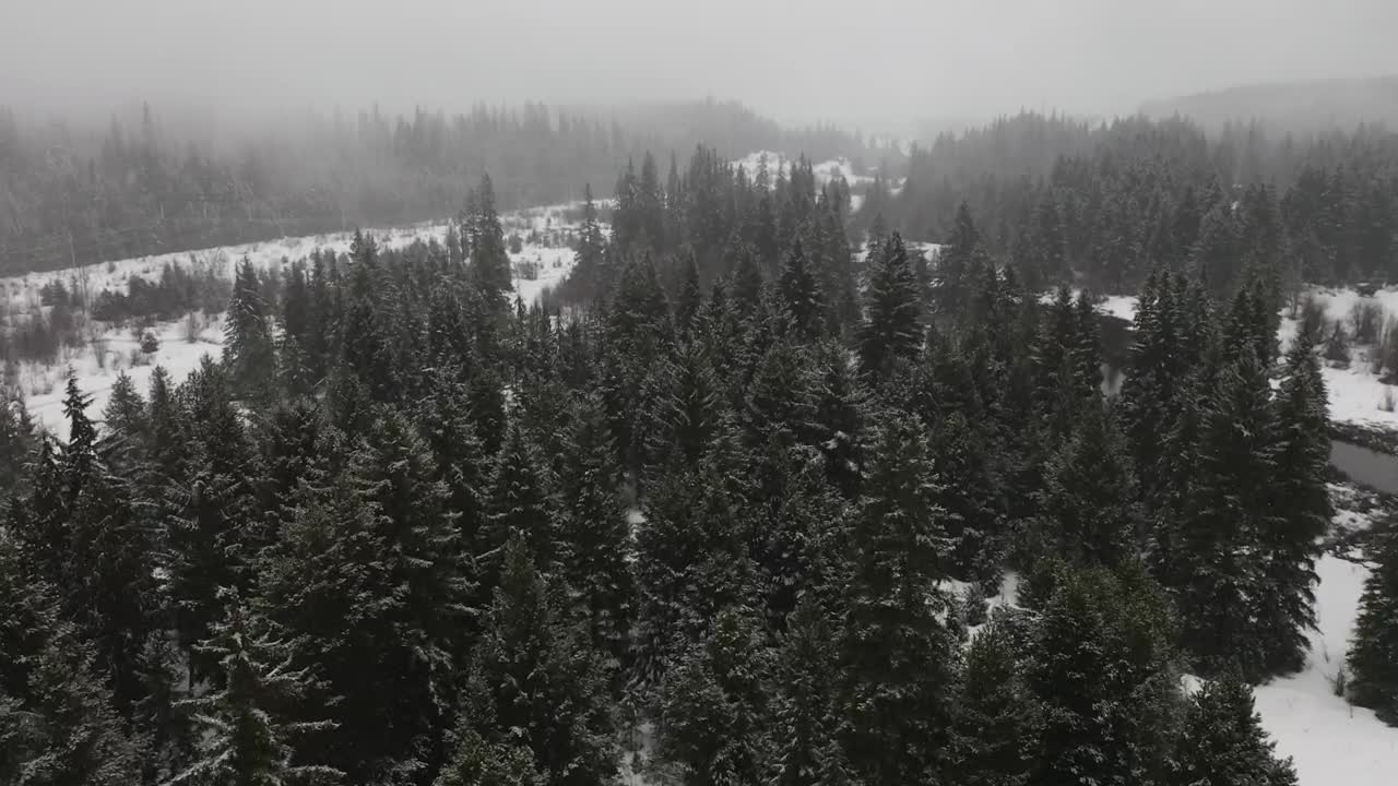 Free Video Stock Snowing In A Canadian Forest Live Wallpaper - Free Download