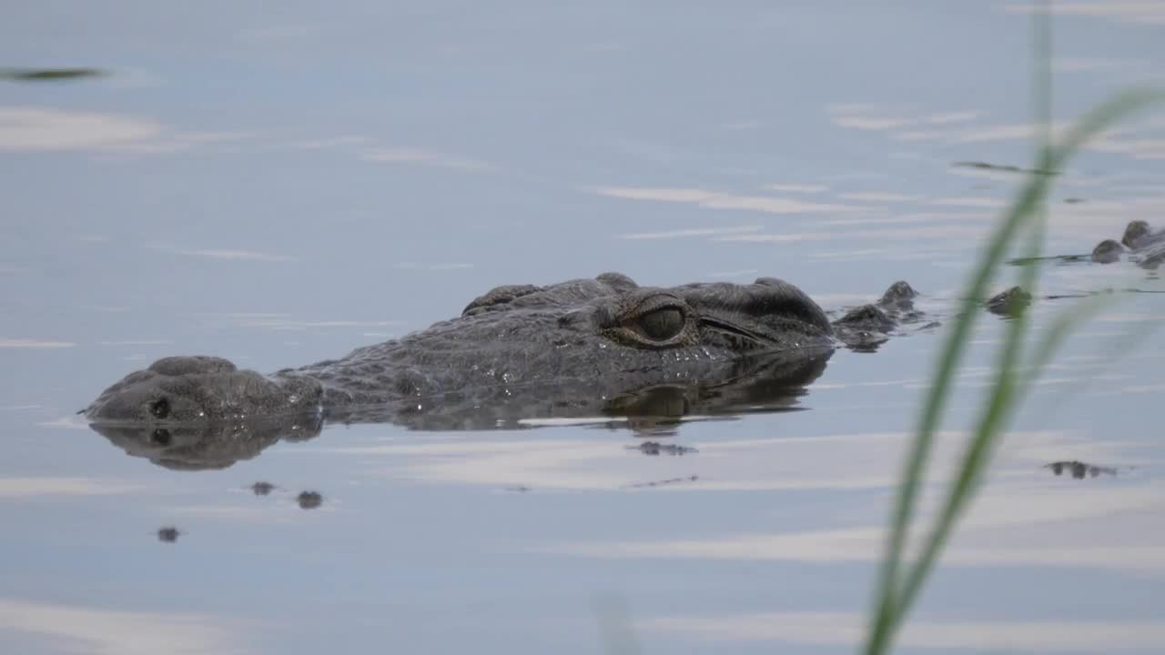 Stock Video Crocodile Lurking In A Lake Live Wallpaper For PC - Free Download