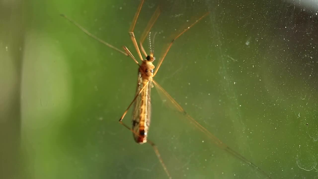 Video Stock Close Up Of A Mosquito Live Wallpaper For PC - Free Download