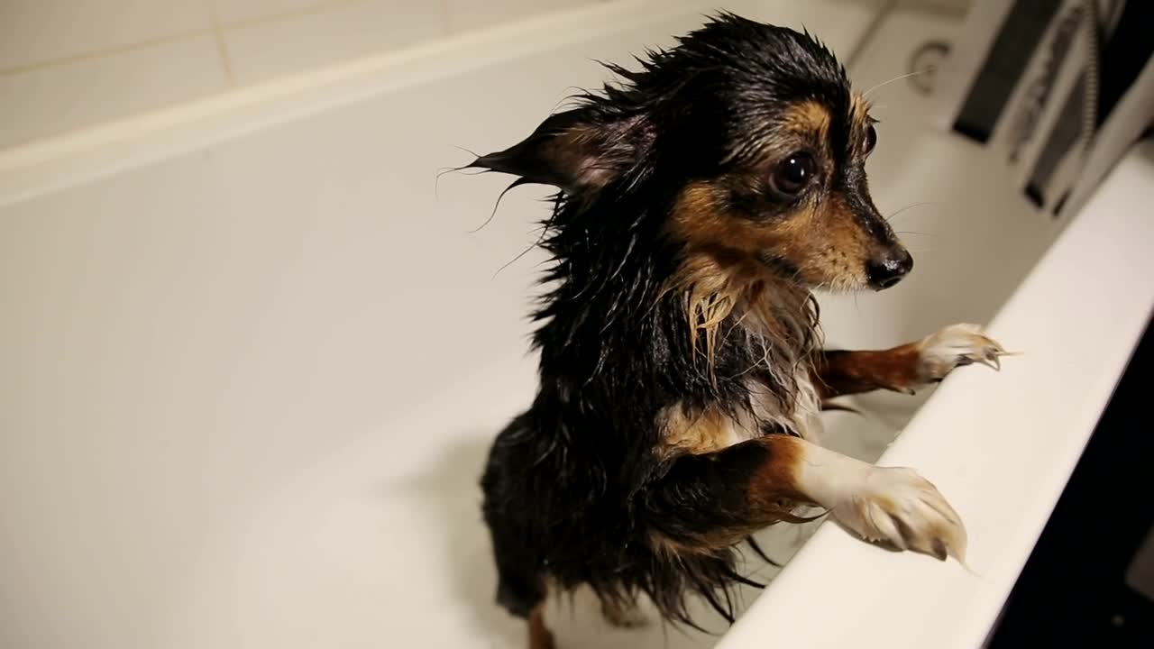 Stock Video Cute Wet Dog In The Bathtub After A Bath Live Wallpaper For PC - Free Download