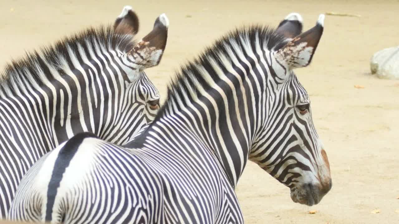 Stock Video Pair Of Zebras Looking At The Distance Live Wallpaper - Free Download