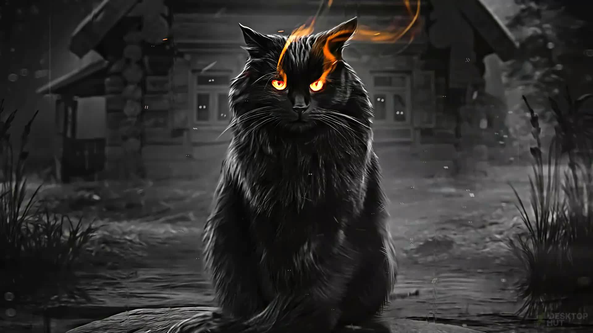 Dark Black Cat in Rain Live Wallpaper - Free Download