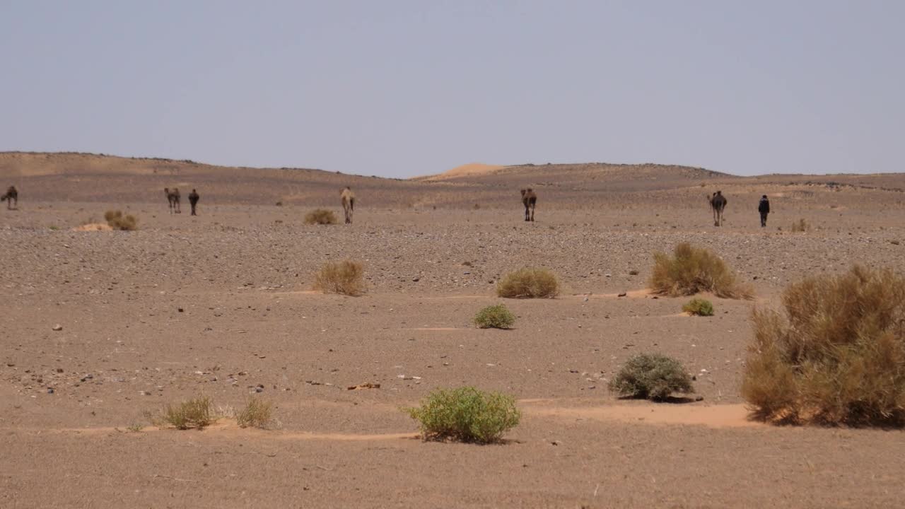Video Stock Camel Shepherd And His Camels In The Desert Live Wallpaper For PC - Free Download