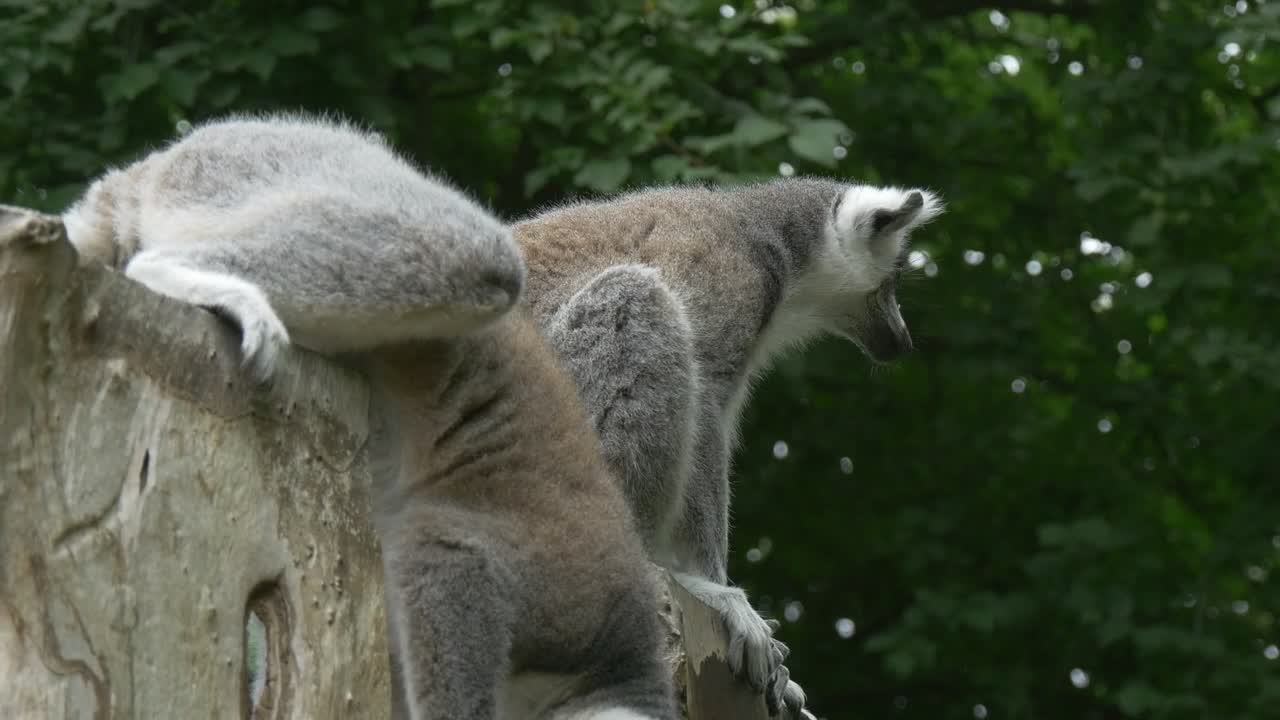Stock Video Lemurs Sitting On A Trunk In The Jungle Animated Wallpaper - Free Download