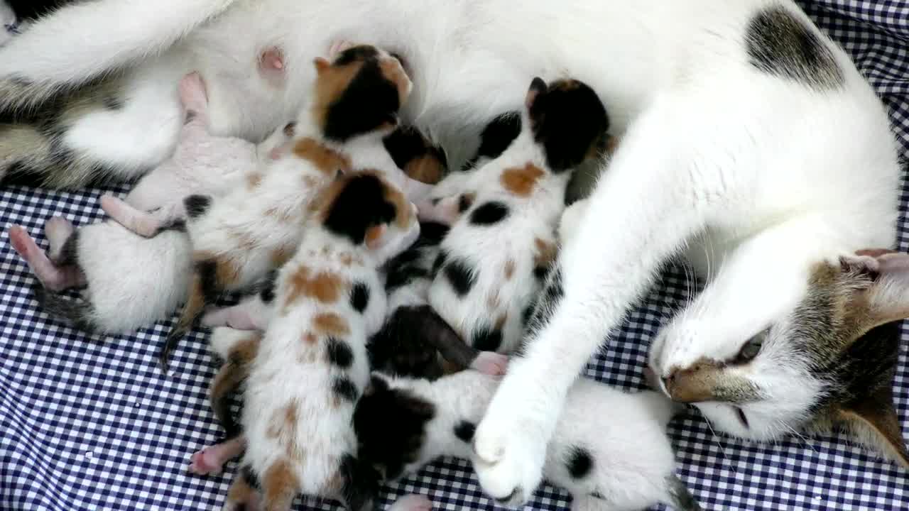 Stock Video Newborn Kittens Feeding On Mother Live Wallpaper - Free Download