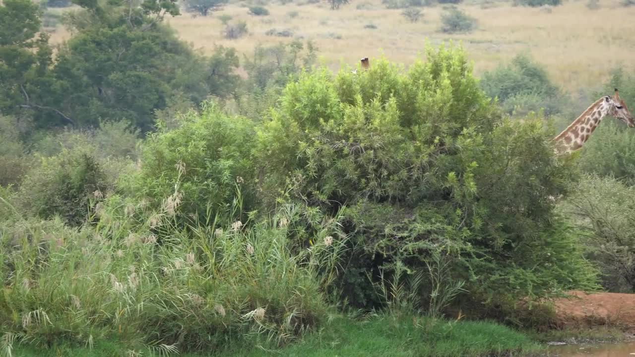 Stock Video Giraffes Looking For Food In The Savanna Live Wallpaper For PC - Free Download