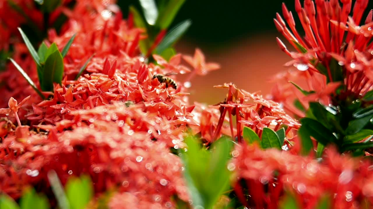 Stock Video Bees Landing On The Same Flower Live Wallpaper For PC - Free Download