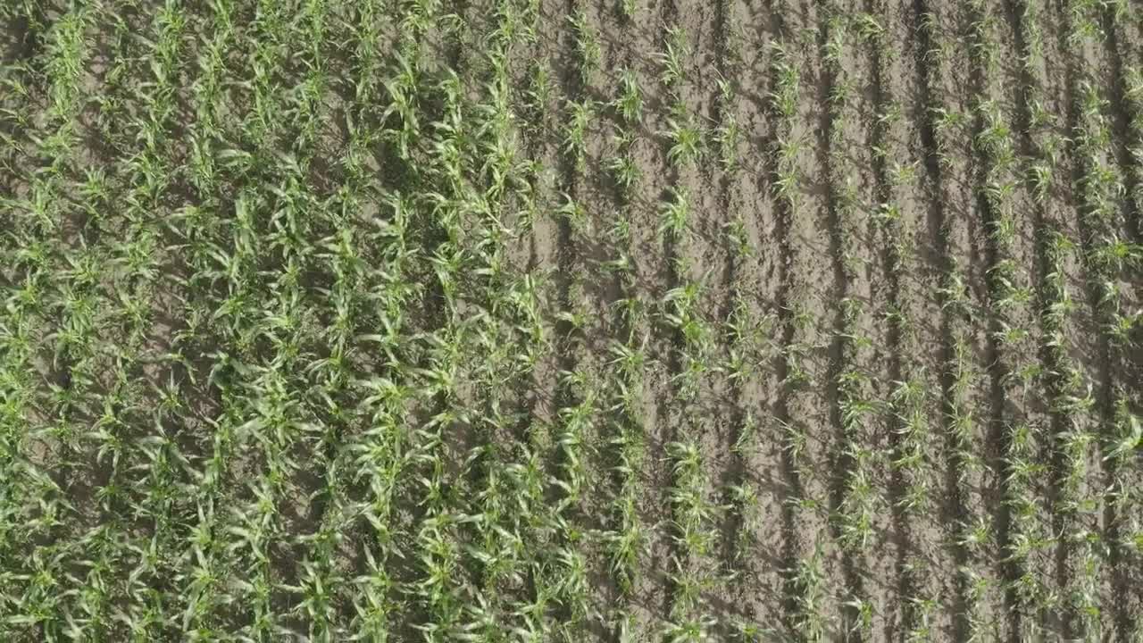 Stock Video Corn Field In Africa Live Wallpaper For PC - Free Download