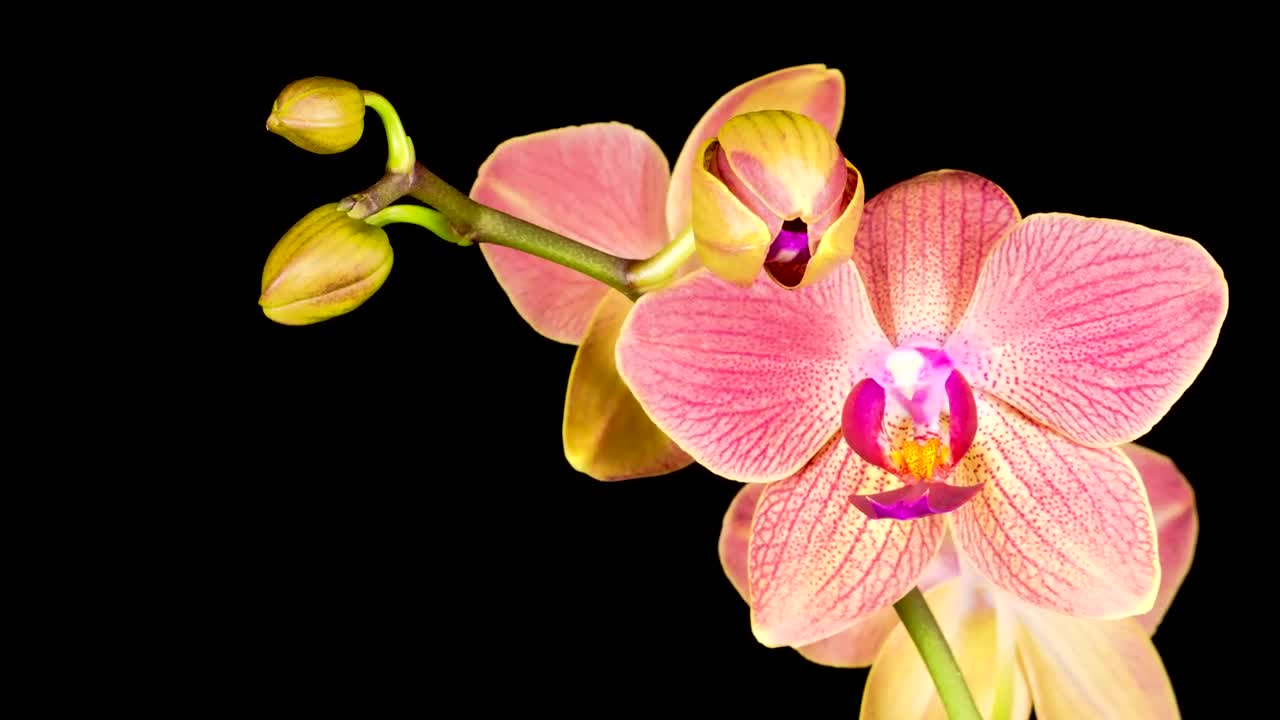 Video Stock Pink Orchid On A Black Background Live Wallpaper Free - Free Download