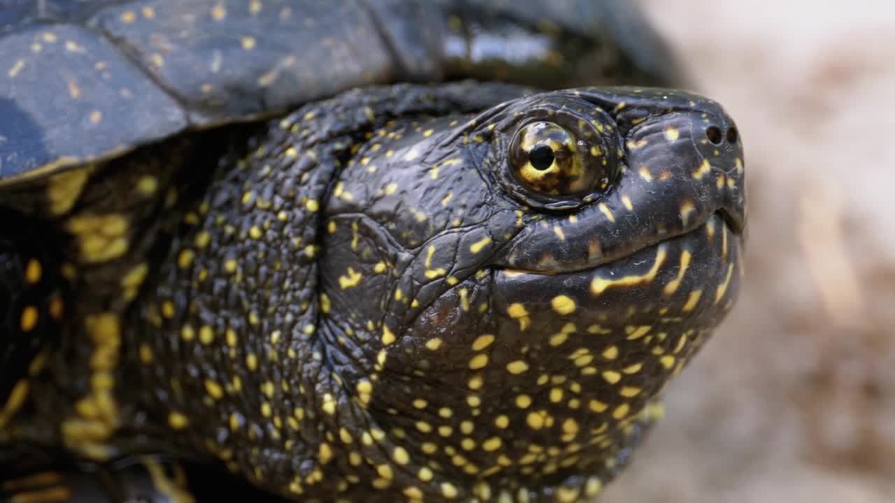 Free Stock Video Side Portrait Of A European Tortoise Live Wallpaper - Free Download
