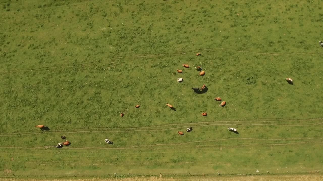 Stock Video Cows Grazing In A Field Live Wallpaper For PC - Free Download