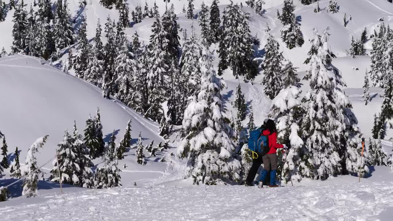 Free Video Stock tourists walking on the snow among pine trees Live Wallpaper - Free Download