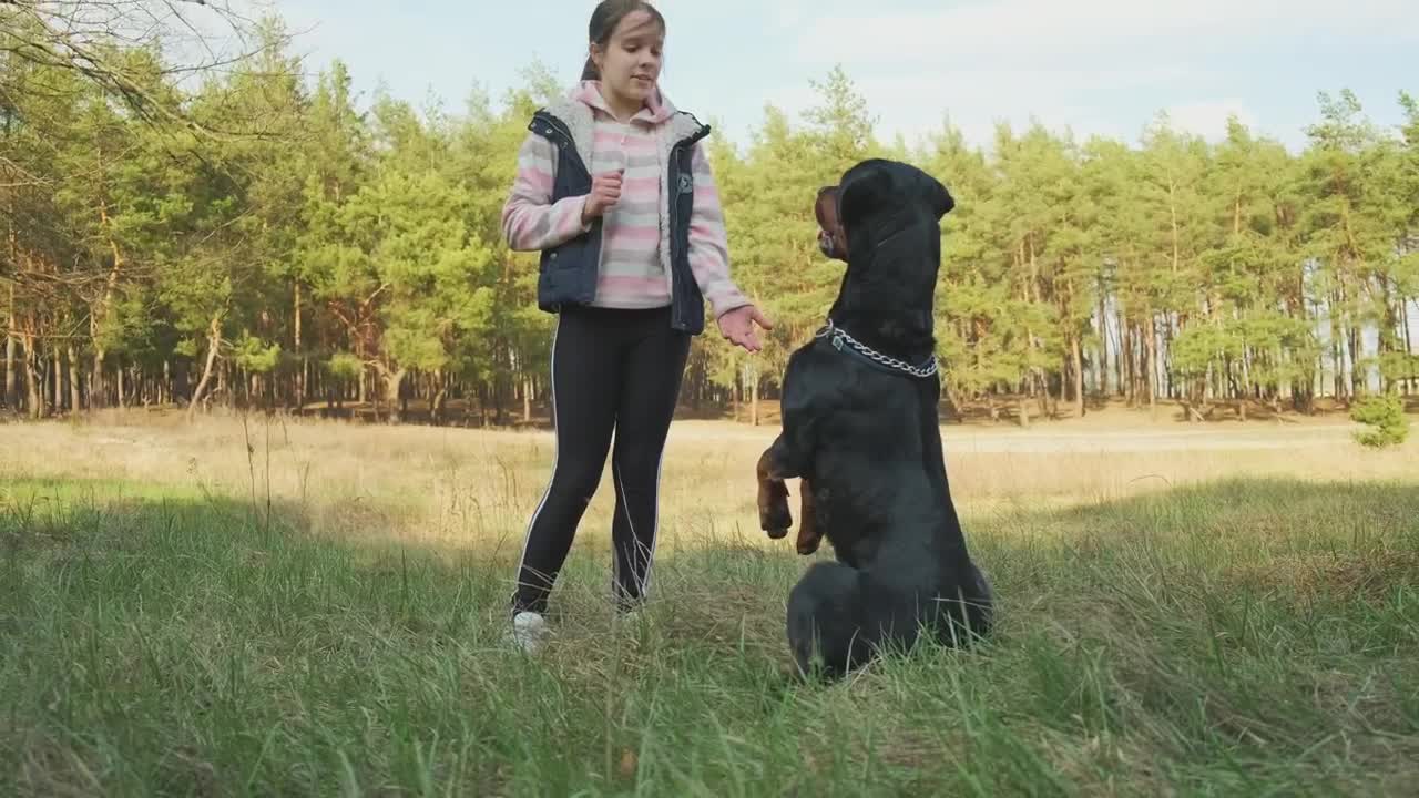 Stock Video Little Girl Teaching Tricks To Her Dog Animated Wallpaper - Free Download