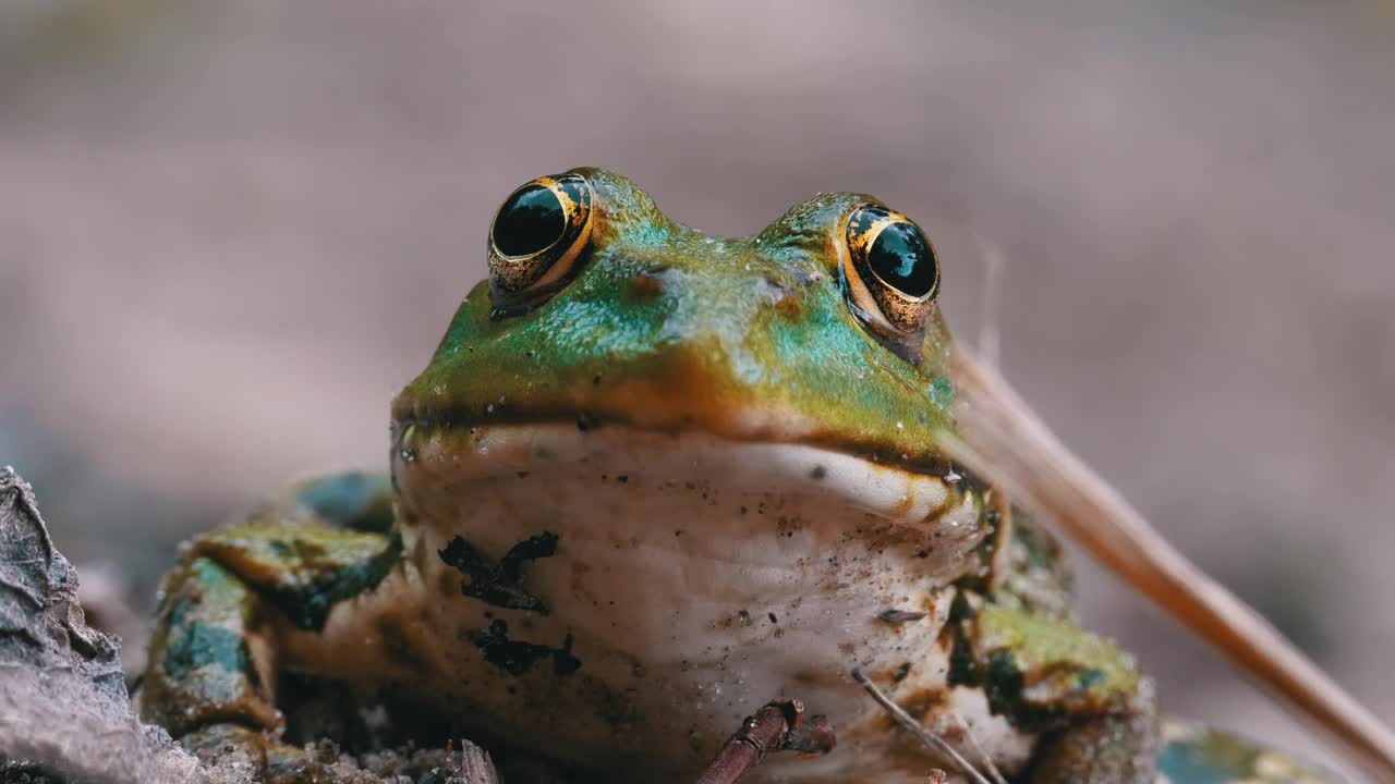 Stock Video Frontal Portrait Of A Frog Breathing Live Wallpaper For PC - Free Download