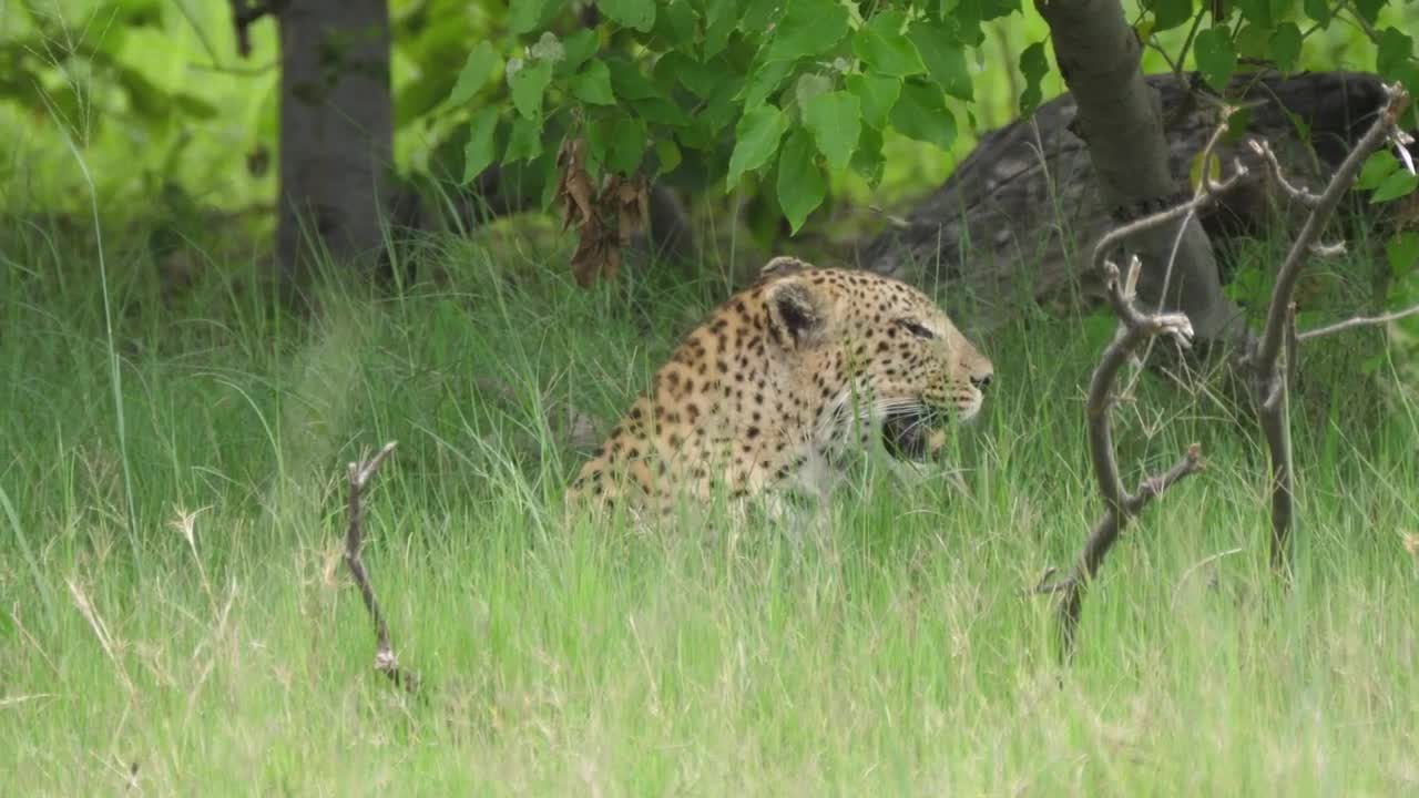 Stock Video Leopard Walking In A Green Valley Animated Wallpaper - Free Download