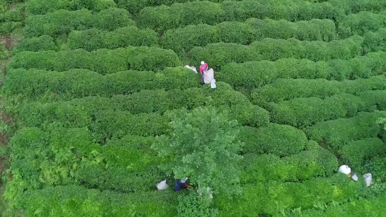 Stock Video Drone Flying Above A Tea Terrace Live Wallpaper For PC - Free Download