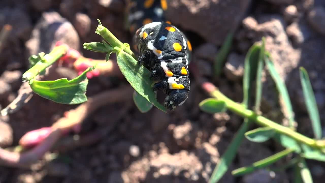 Stock Video Black Caterpillar Eating A Plant Live Wallpaper For PC - Free Download