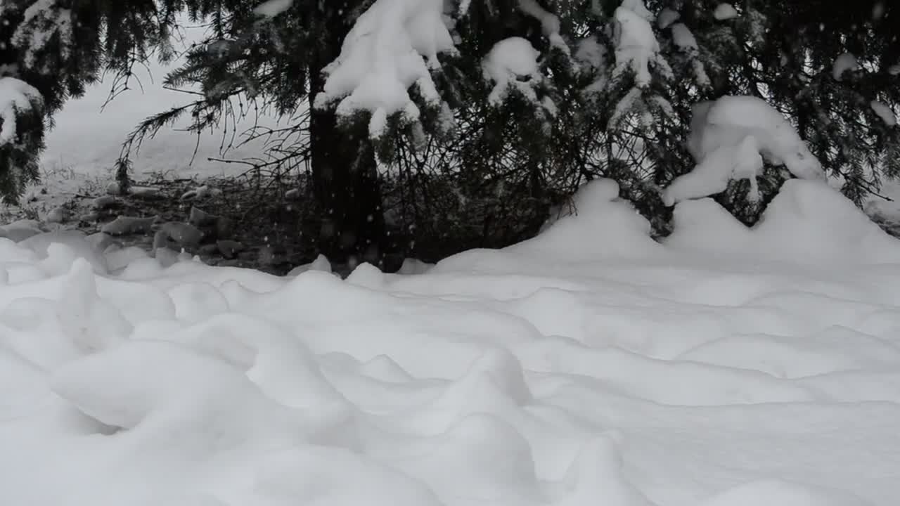 Stock Video Deep Snow Covering The Forest Floor Live Wallpaper For PC - Free Download