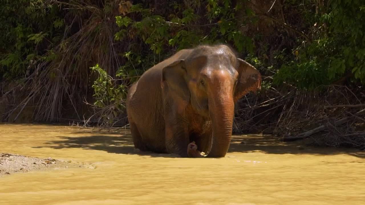 Stock Video Elephants Walking Inside A River Live Wallpaper For PC - Free Download